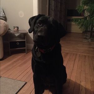 Meet your Posher, Nickey